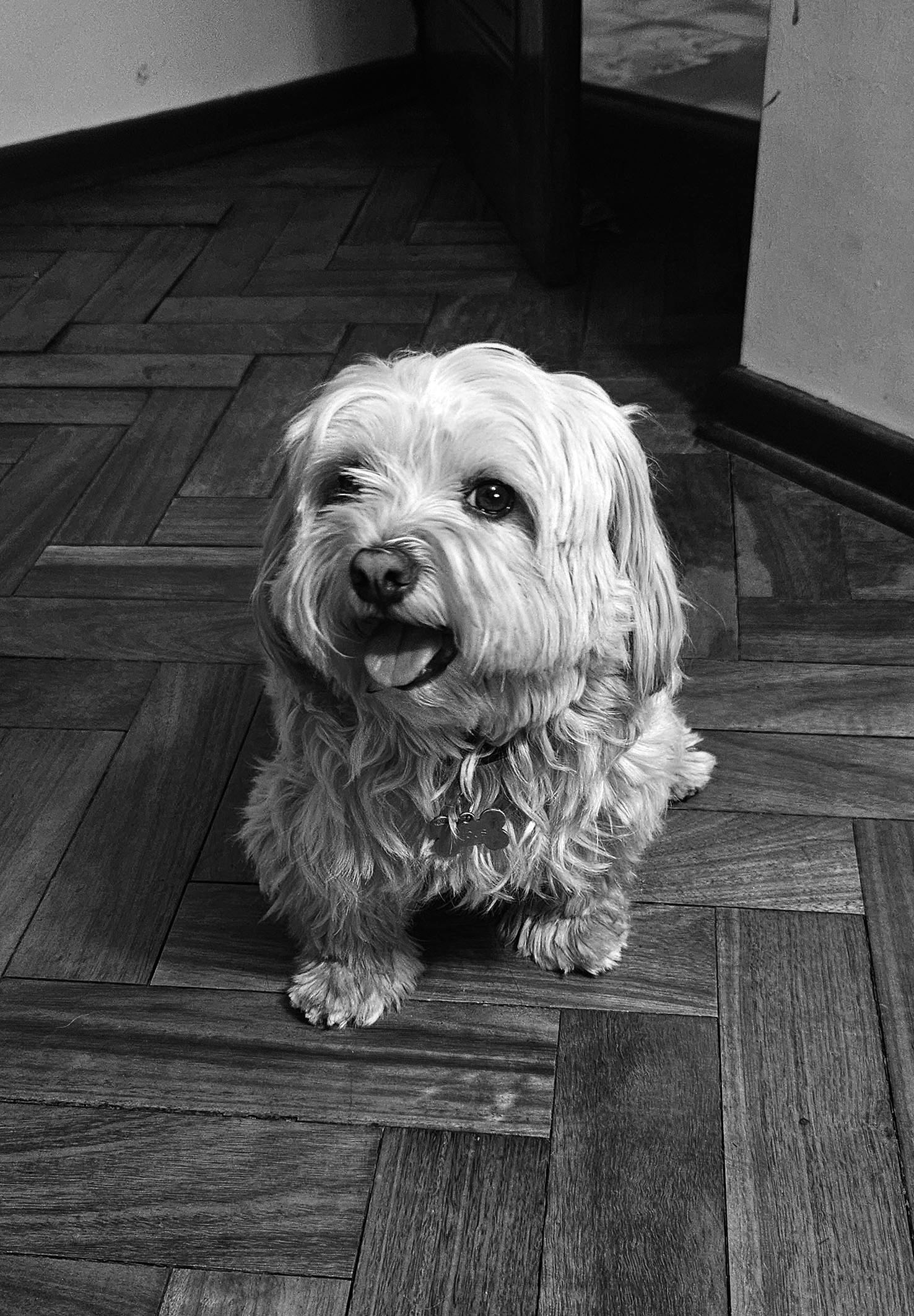 Albus